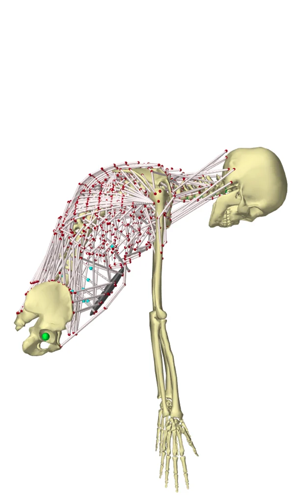 Musculoskeletal model in deep forward flexion