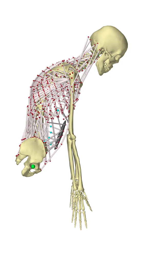Musculoskeletal model in forward flexion