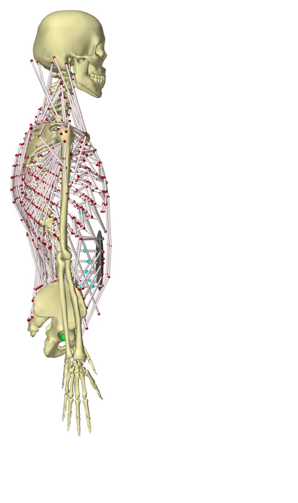 Musculoskeletal model standing upright