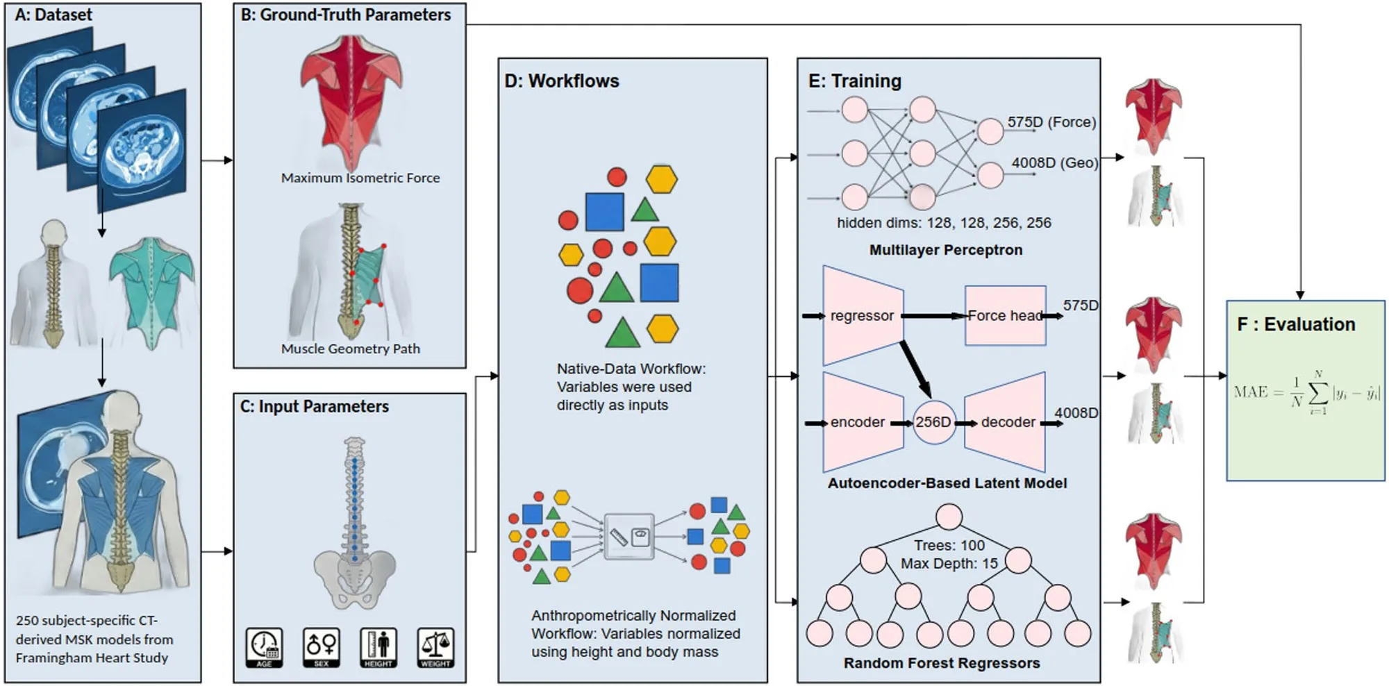 Workflow diagram: CT-derived models, ground-truth muscle parameters, input features, neural and random forest models, and evaluation