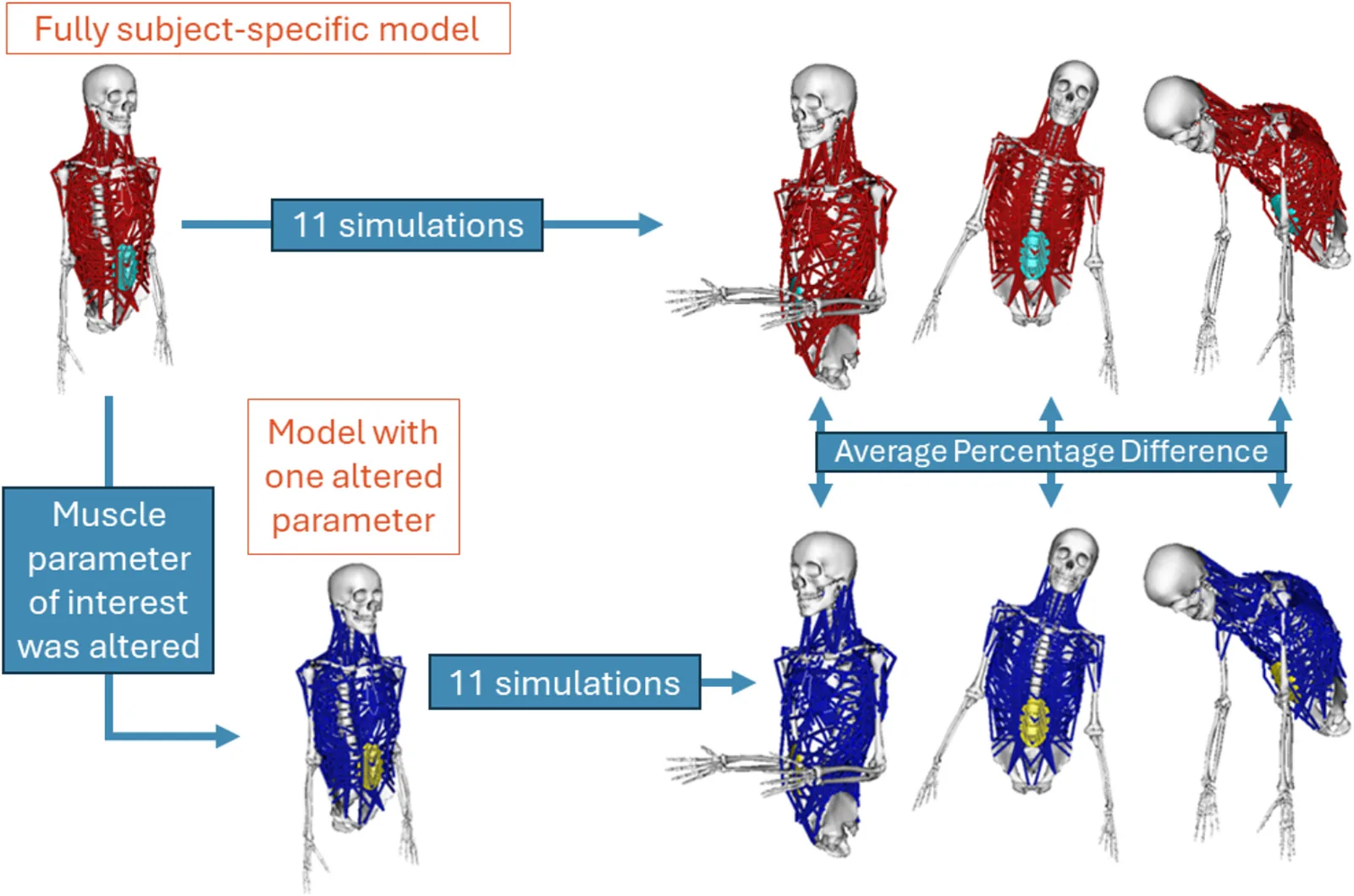 Subject-specific models simulated in 11 postures with one muscle parameter altered